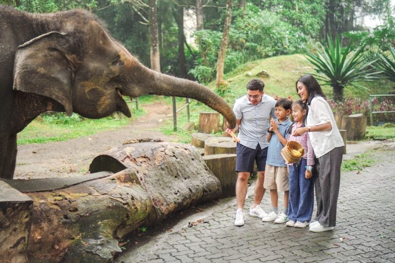 Royal Safari Garden kasih makan gajah